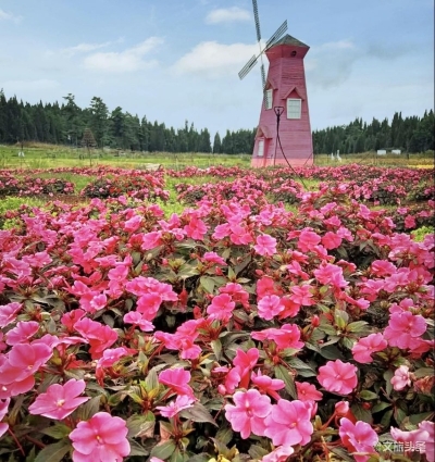 “浪漫花漫云巅·滇池名胜石城”一日游首发团圆满收官