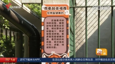 动物园老虎瘦到皮包骨？真相是→