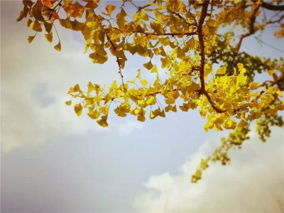 在维西塔城的千年银杏树下 静赏一曲虔诚的热巴舞