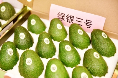 为“绿色食品牌”助力  “孟连牛油果”品牌发布会召开