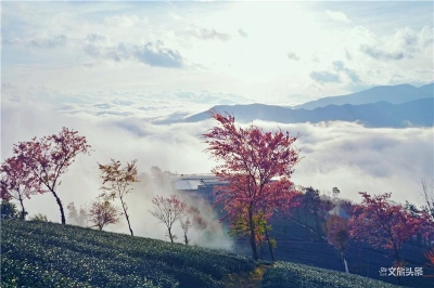 去大理 赏樱花 观土林 遇见醉美云南