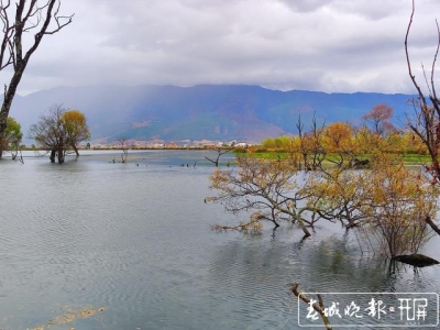 秋意渐浓！鹤庆黄龙潭垂柳披“金”，绘成最美的秋季画卷