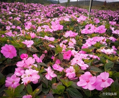 “浪漫花漫云巅·滇池名胜石城”一日游首发团圆满收官