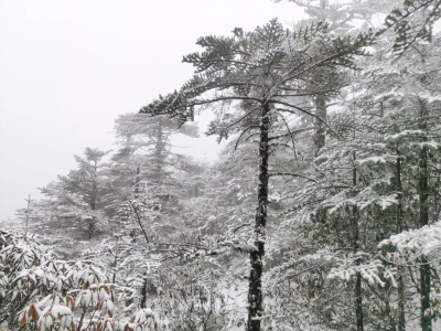 下雪了！下雪了！轿子雪山2020年的第二场雪