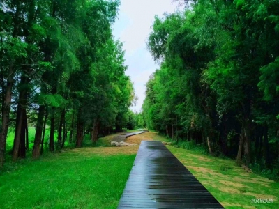 在洱海生态廊道 与你一起共至光年【视频+美图】