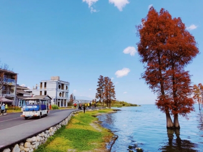 洱海生态廊道“网红”水杉刷爆朋友圈！你还不来打卡？