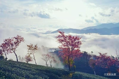 去无量山，赴一场深冬里的粉色之约