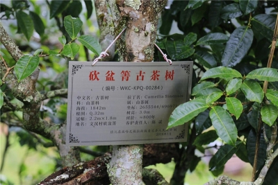 普洱镇沅：讲好茶文化故事，打响“爷号”普洱茶品牌