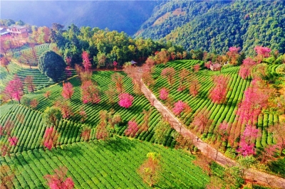 12月，去大理无量山樱花谷赴一场与浪漫“春天”的约会