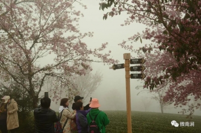 雾里看花，大理无量山樱花谷仙境迎来八方游客