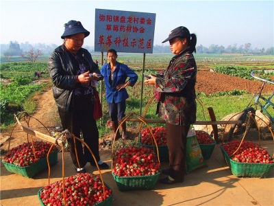 云南弥勒大庄村：小草莓成了红色“大产业”