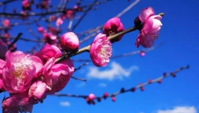 云南红河：赏不完的花，看不尽的美！