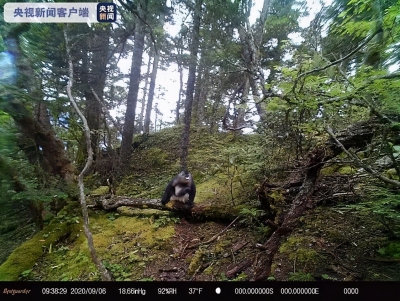 惊喜！多种国家重点保护动物现身白马雪山保护区