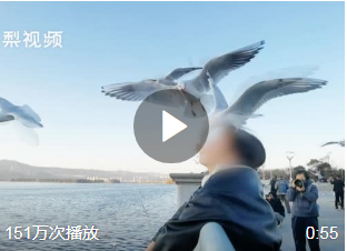 昆明游客叼面包喂海鸥被啄出血