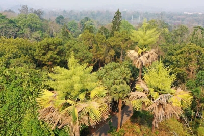 一生只开一次花！等待50年，西双版纳热带植物园今年7株贝叶棕开花