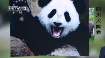 中国竟然有两种大熊猫？一种更像熊，一种更像猫