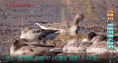 壮观！上万只灰雁迁徙至大理洱源过冬