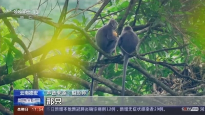 “猴”厉害！云南11只小金猴集体刷屏央媒，这种猴子不一般