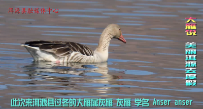 壮观！上万只灰雁迁徙至大理洱源过冬