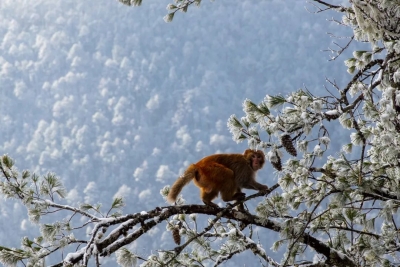 生物多样性 | “猴哥”现身戏雪，天然动物园玉龙雪山可不是盖的！