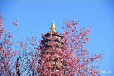 红河弥勒：粉樱如霞绽满城  百鸟忙“打卡”
