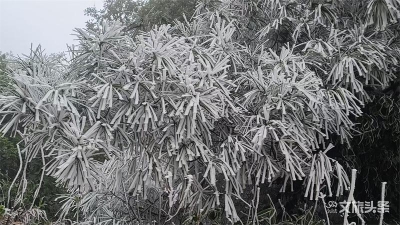 寒潮再度来袭，周末来元江羊街看冬景吧！