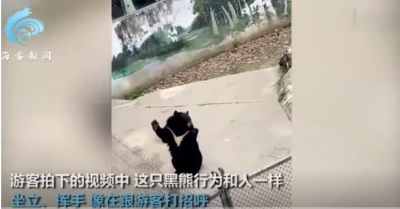 成都动物园黑熊太聪明被怀疑是人假扮的，动物园：真熊！