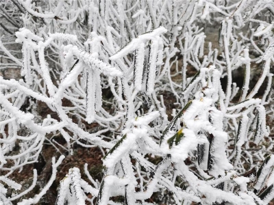  轿子雪山2021年第一场雪，终于等到你！