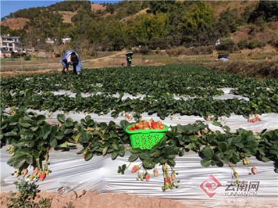 云南漾濞：因地制宜种草莓促增收