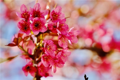 【读城】我在景东等你，一起聆听花开的声音……