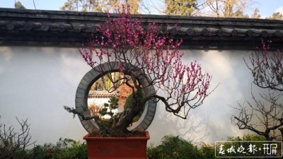 昆明黑龙潭第五届“岁寒三友闹新春”精品盆景展开展