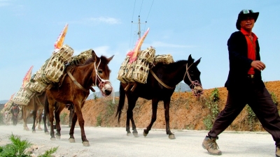 永远的马帮传奇