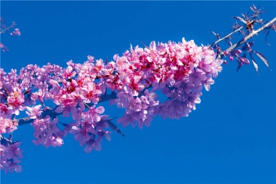 冬樱花又红普洱城