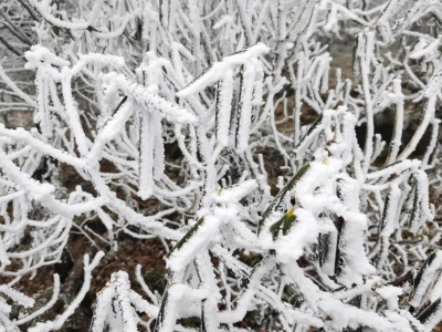 2021年的第一场雪，终于等到你！