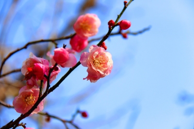 香在普洱寻，赏了梅花便过年！