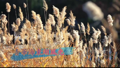 视频 | 保山青华海：被寒冬遗忘的光阴