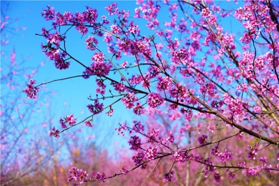 自在弥勒红深重，千朵万朵压枝低 ——到弥勒赏花去
