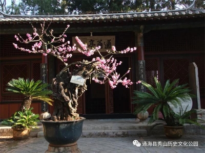 【过年在玉溪】喜迎新春 ！相约到通海秀山踏春赏花、登高祈福