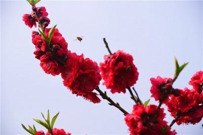 云南弥勒：桃花吐艳贺新春