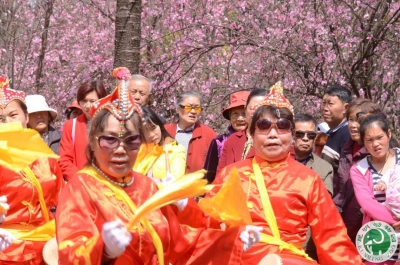 昆明动物园第21届樱花节即将启幕