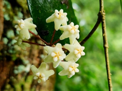 生物多样性丨保山龙陵发现植物新种——高黎贡球兰