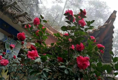 通海秀山：最是一年春好处 寻春赏花正当时