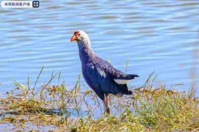 国内最大种群！云南大理剑湖湿地紫水鸡数量达1678只