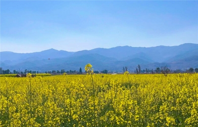 新春赏花正当时 带你看大理“花花世界”
