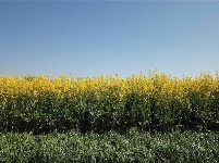 图集 | 油菜花的春天