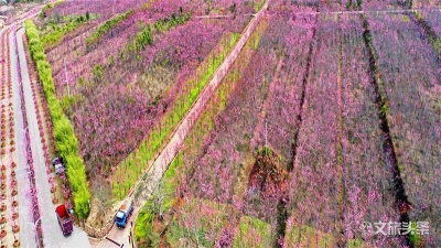 玉溪春色丨 又到樱花烂漫时，这份新平磨盘山觅春攻略请查收！