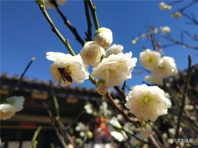 【在红河过大年】牛年初一，红河州欢乐祥和迎新春！