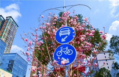 就地过大年 弥勒全城花海迎新春