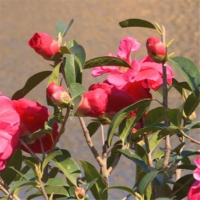 山茶花开美如画 魅力屏边迎春来