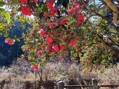 大理宾川400多年树龄的古山茶花竞相绽放，你打卡了吗？